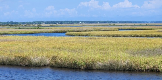 Gulf Coast marsh grass