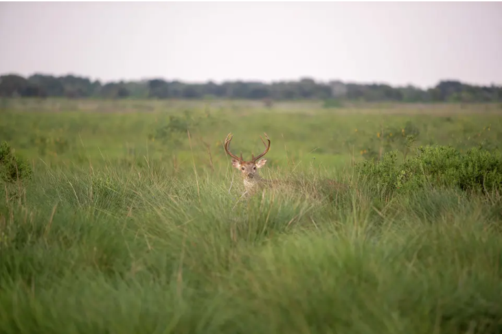 Justin Hurst Wildlife