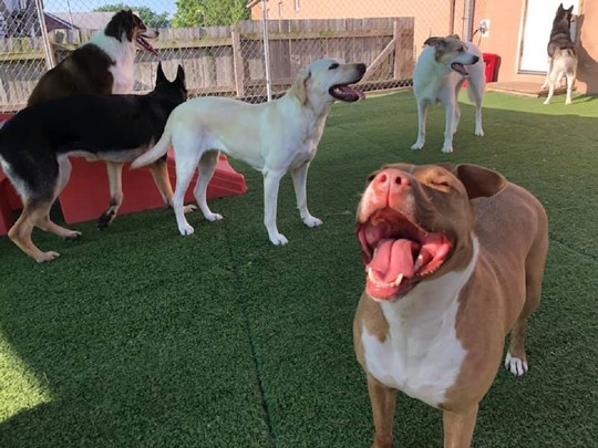 jaggers doggie daycare