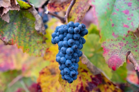 colorful grapes