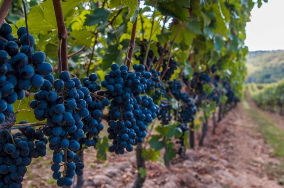 Eastern Winery exposition