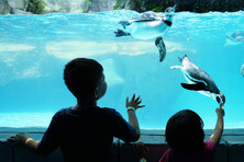 children watching penguins swimming