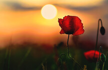poppy at sunrise