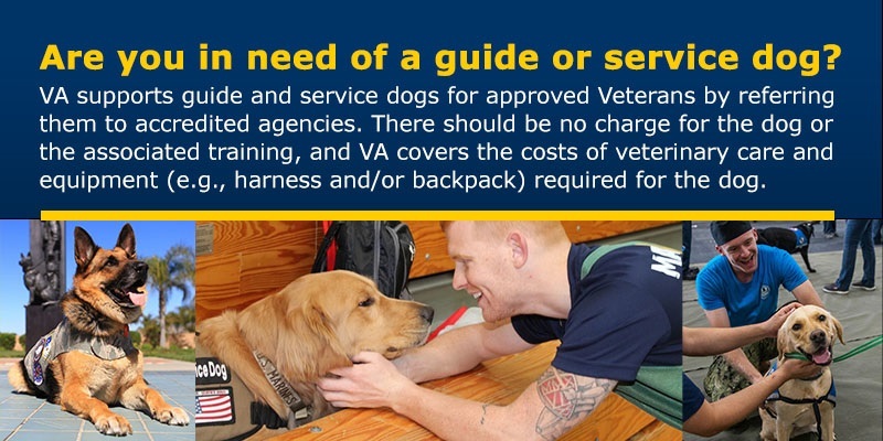 Learn how VA can help Veterans access service or therapy dogs