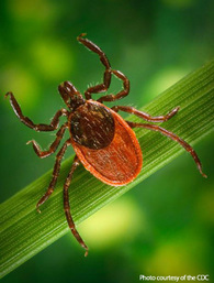 Close-up of a black legged deer tick.