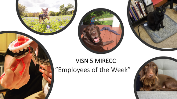 VISN 5 MIRECC "Employees of the Week" dogs, cats, and a snake!