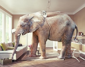 Elephant in room