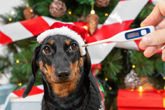 Dog in Santa cap nervous about his temperature