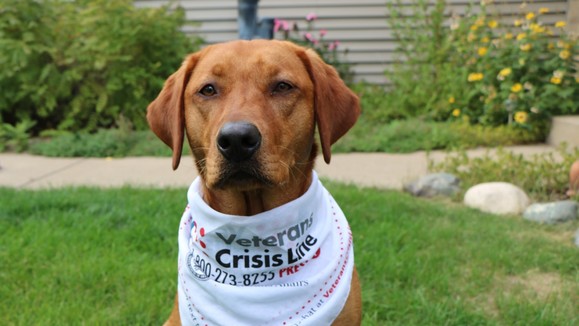 A dog wearing a bandana with the Veterans Crisis Line phone number