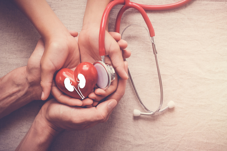 hands holding red heart and kidney with stethoscope