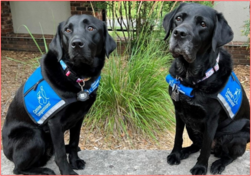 two black Labrador retrievers wearing service dog harnesses