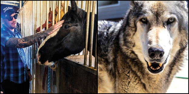 Veteran Jared “Red” Velasco meets a rescued horse (Right) Wolfdog Huey is another rescue that lives at the LARC