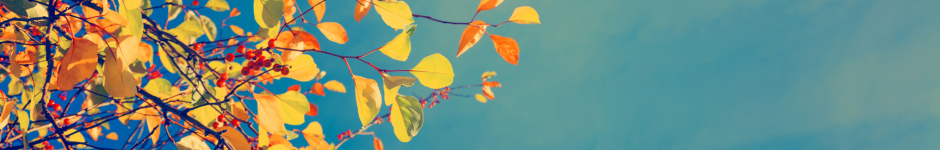 fall leaves against blue sky