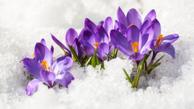 Purple and orange flowers burst through the snow
