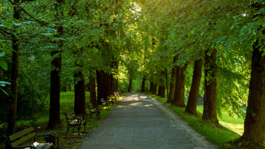 A paved path through a forested city park