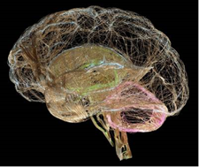 VHA Neurology Seminar