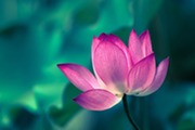 Pink lotus flower