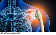 glenohumeral model