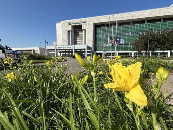 yellow flowers blooming