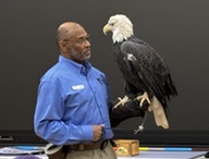 An Eagle and handler