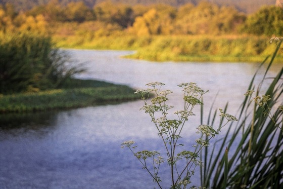 A grass-lined stream