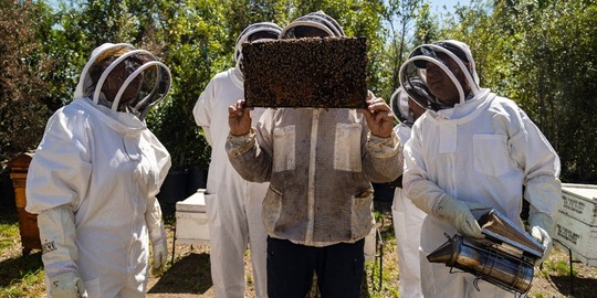 Finding Calm in the Hive: How Beekeeping is Helping Veterans Reconnect 