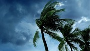 Tall palm trees bending under strong wind against a dark, stormy sky filled with heavy clouds.