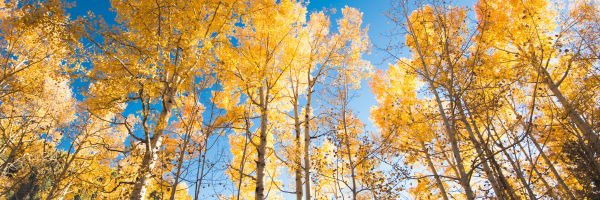 Aspen trees