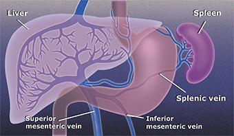 Liver Spleen system
