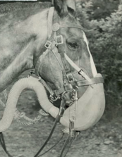 Horse in gas mask