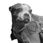 Sgt Stubby mug