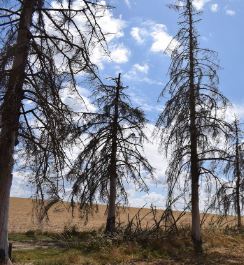 dead spruce trees at 316th monument above Sivry-sur-Meuse