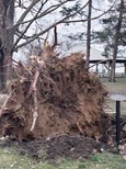 Rochelle, IL memorial tree uprooted