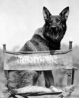 Rin Tin Tin in chair