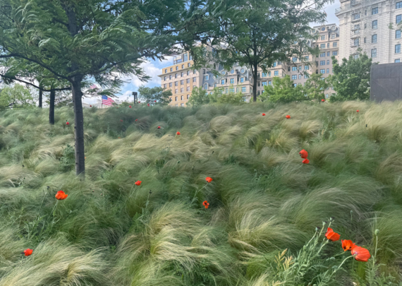 April 2026 poppy header image