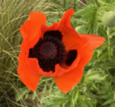 Poppy at National WWI Memorial on ANZAC Day