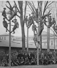 College students in trees WWI