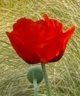 First poppy 2026