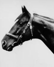 Sir Barton