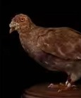 Kaiser the homing pigeon