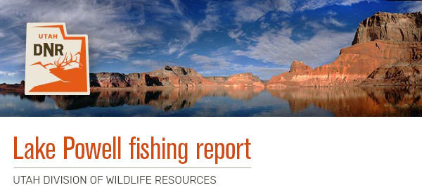 Lake Powell fishing report