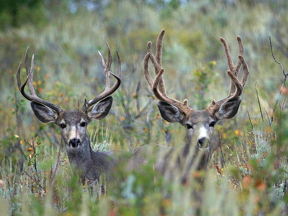 The number of general season buck deer permits has been decreased slightly for hunts in Utah this fall.