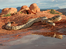 rattlesnake safety 