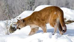 Cougar in the snow