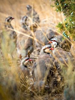 Chukar partridges