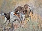 Chukar partridge hunting tips