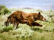 NEW BEAR HUNTS APPROVED