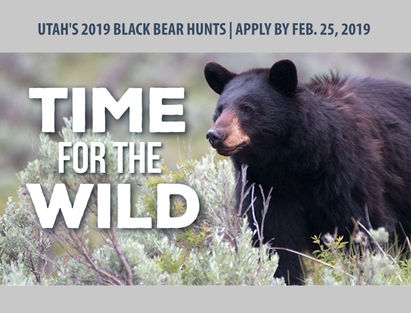 Apply now for limited-entry bear hunts