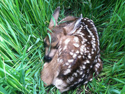 mule deer fawn