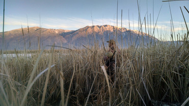 hunting for waterfowl